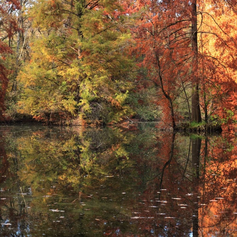 Bosco Parco del Ticino